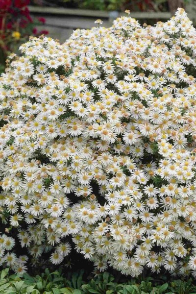 Aster dumosus 'Apollo' Aster dumosus 'Apollo'