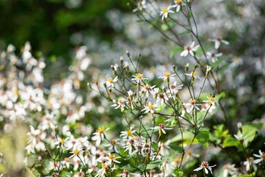Aster divaricatus