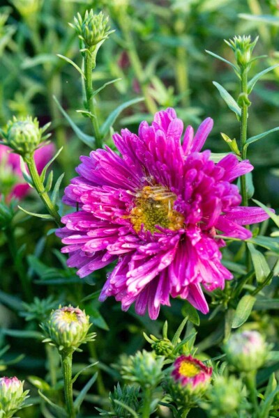 Aster dumosus 'Jenny' Aster dumosus 'Jenny'