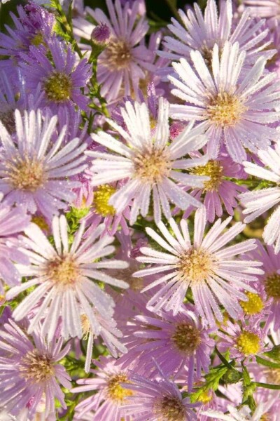 Aster pringlei 'Pink Star' Aster pringlei 'Pink Star'