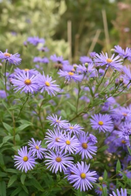 Aster thomsonii
