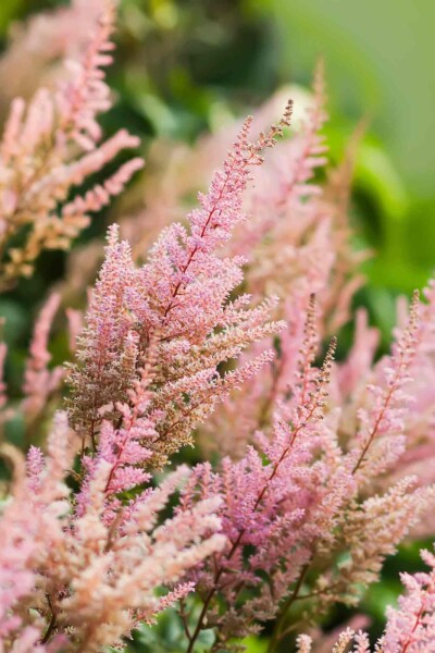 Astilbe arendsii 'Erika' Astilbe arendsii 'Erika'