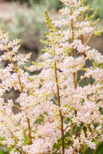 Astilbe japonica 'Peach Blossom' Astilbe japonica 'Peach Blossom'