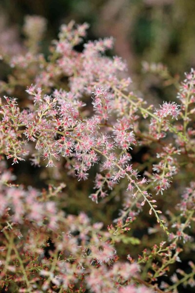 Astilbe simplicifolia 'Sprite' Astilbe simplicifolia 'Sprite'