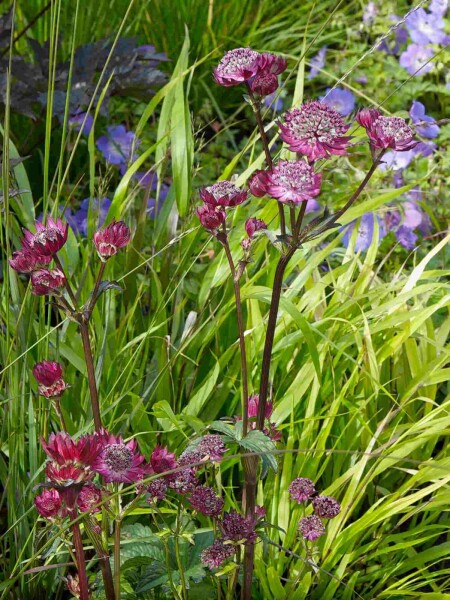 Astrantia major 'Claret' Astrantia major 'Claret'