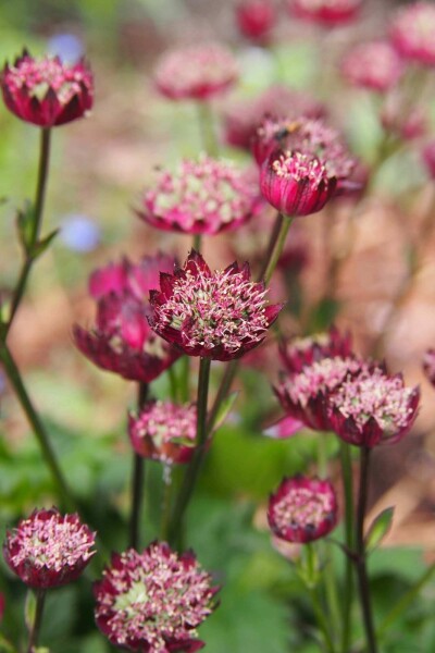 Astrantia major 'Moulin Rouge' Astrantia major 'Moulin Rouge'