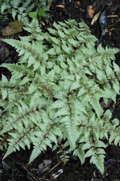 Athyrium niponicum 'Pictum' Athyrium niponicum 'Pictum'