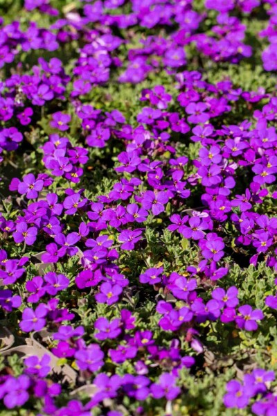 Aubrieta 'Hamburger Stadtpark' Aubrieta 'Hamburger Stadtpark'