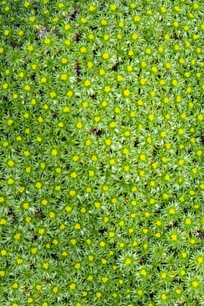 Azorella trifurcata Azorella trifurcata