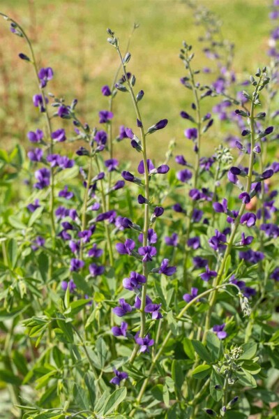 Baptisia australis Baptisia australis