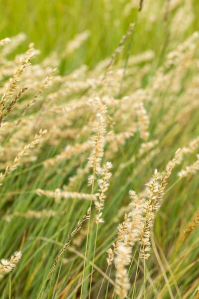 Bouteloua gracilis