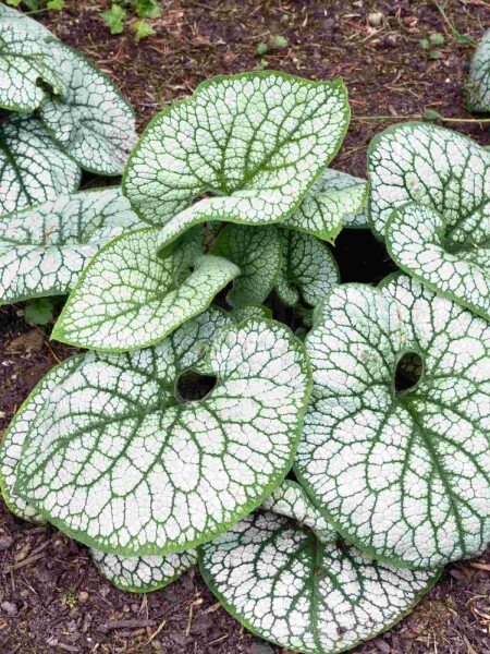 Brunnera macrophylla 'Sea Heart' Brunnera macrophylla 'Sea Heart'