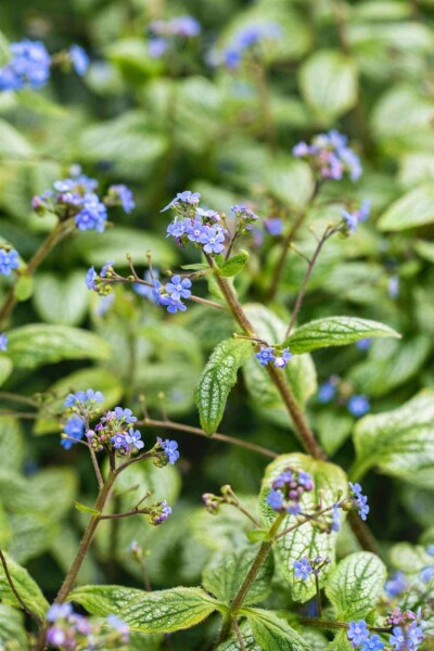 Brunnera macrophylla 'Silver Heart' Brunnera macrophylla 'Silver Heart'