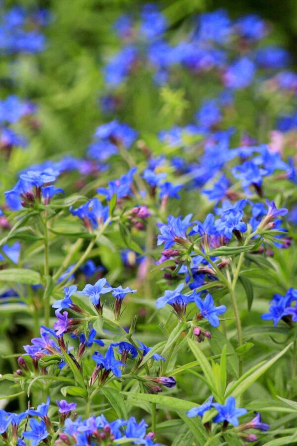 Färgväxlare Buglossoides purpurocaerulea 5-10 i kruka P9 Buglossoides purpurocaerulea