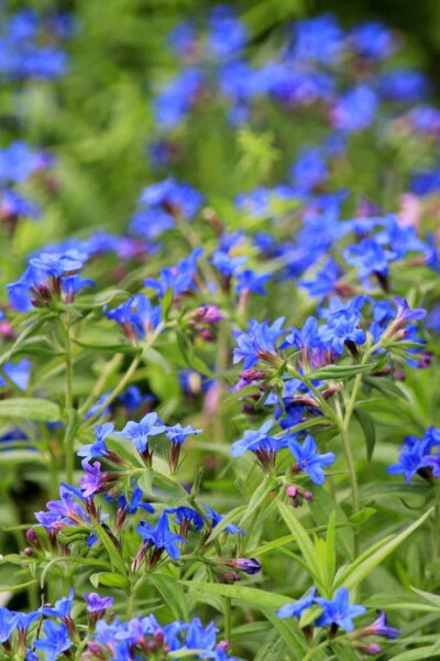 Buglossoides purpurocaerulea Buglossoides purpurocaerulea