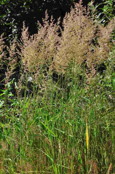 Calamagrostis arundinacea Calamagrostis arundinacea