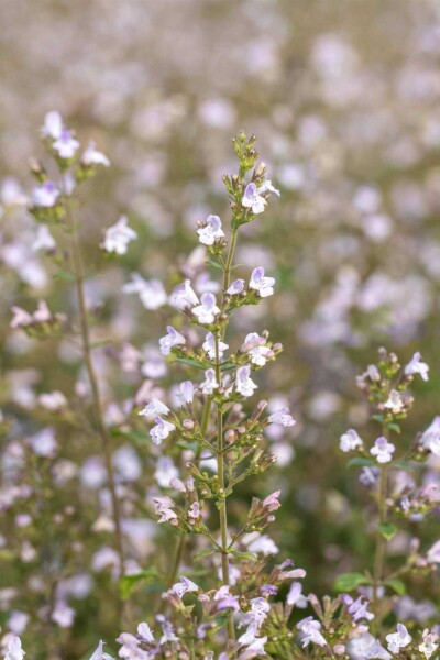 Calamintha nepeta 'Blue Cloud' Calamintha nepeta 'Blue Cloud'