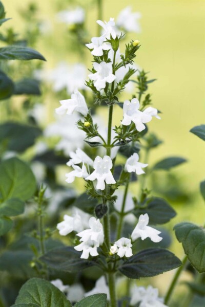 Calamintha nepeta 'White Cloud' Calamintha nepeta 'White Cloud'