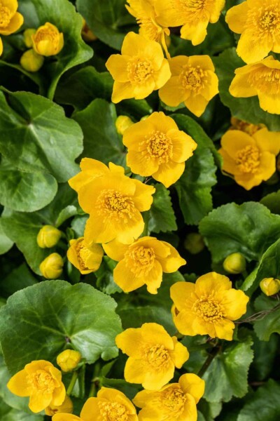 Caltha palustris Caltha palustris
