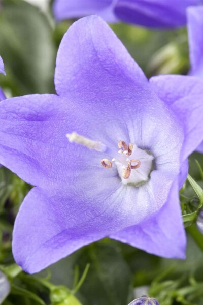Campanula cochleariifolia Campanula cochleariifolia