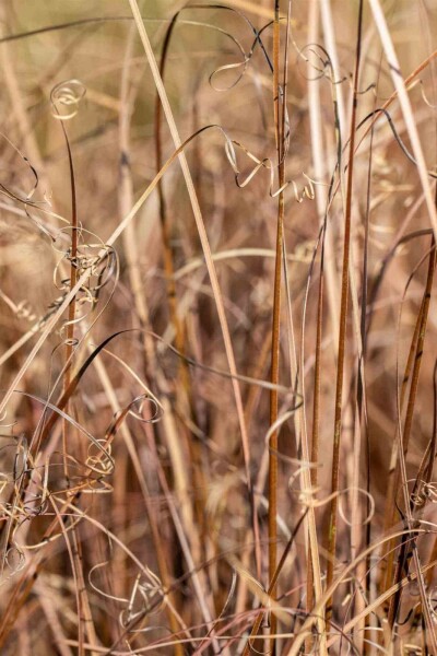 Carex comans 'Bronze Form' Carex comans 'Bronze Form'