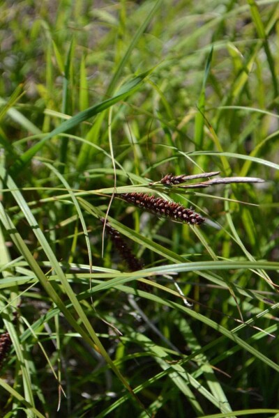 Carex flacca Carex flacca