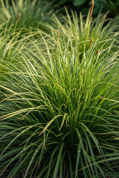 Carex oshimensis 'Evergreen'