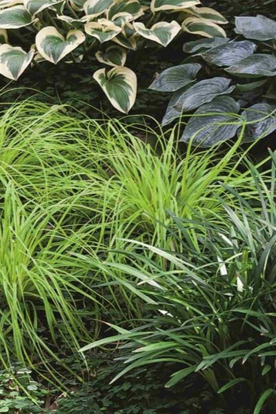Carex oshimensis 'Everillo' Carex oshimensis 'Everillo'