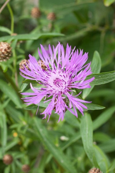 Centaurea jacea Centaurea jacea