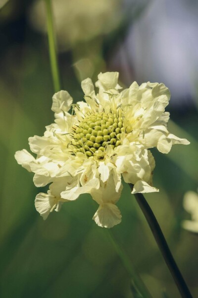 Cephalaria gigantea Cephalaria gigantea