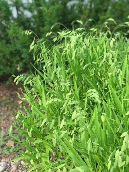 Chasmanthium latifolium Chasmanthium latifolium
