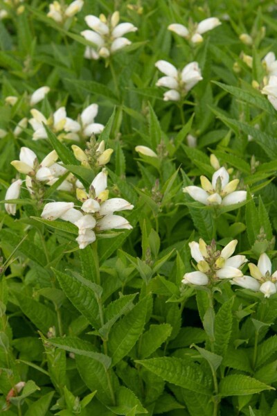Chelone obliqua 'Alba' Chelone obliqua 'Alba'