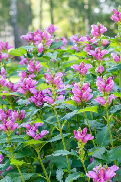 Chelone obliqua Chelone obliqua