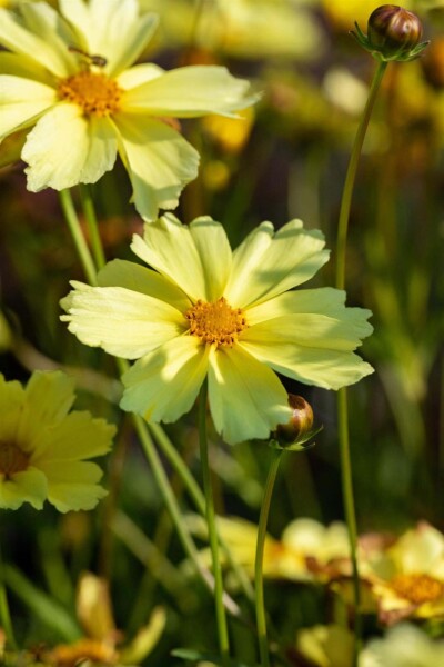 Coreopsis verticillata 'Full Moon' Coreopsis verticillata 'Full Moon'