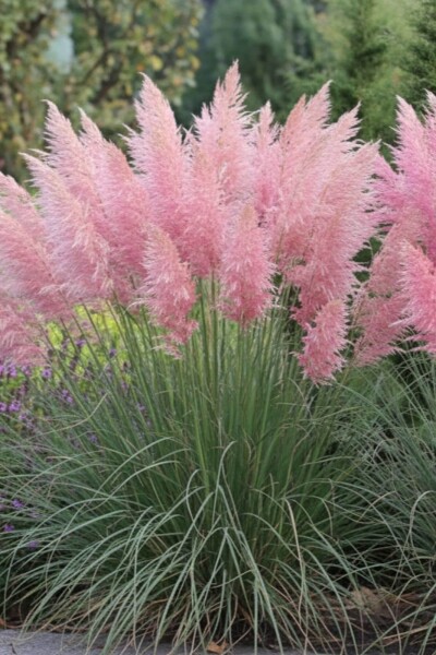 Cortaderia selloana 'Rosea'