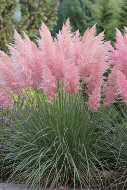 Cortaderia selloana 'Rosea'