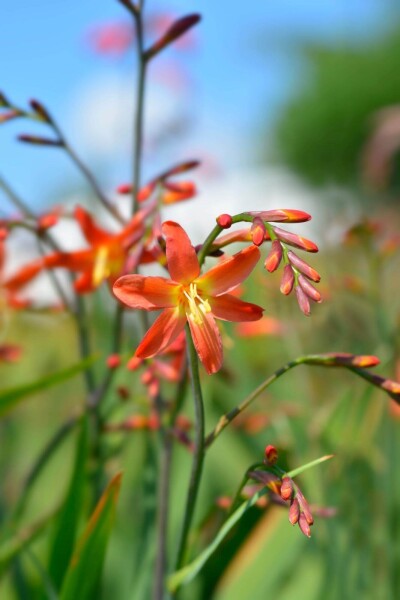 Crocosmia x crocosmiiflora 'Carmine Brilliant' Crocosmia x crocosmiiflora 'Carmine Brilliant'
