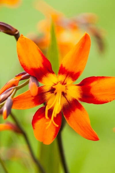 Crocosmia x crocosmiiflora 'Emily McKenzie' Crocosmia x crocosmiiflora 'Emily McKenzie'