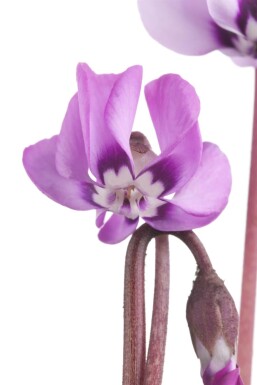 Alpenviooltje Cyclamen coum 5-10 pot P9 Cyclamen coum