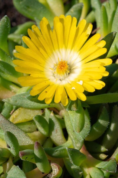 Delosperma congestum Delosperma congestum