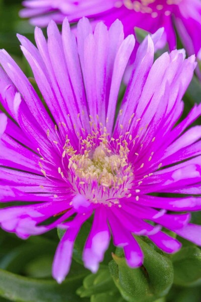 Delosperma cooperi Delosperma cooperi