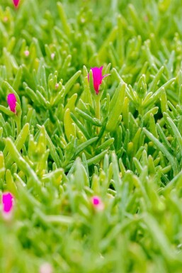 Delosperma cooperi