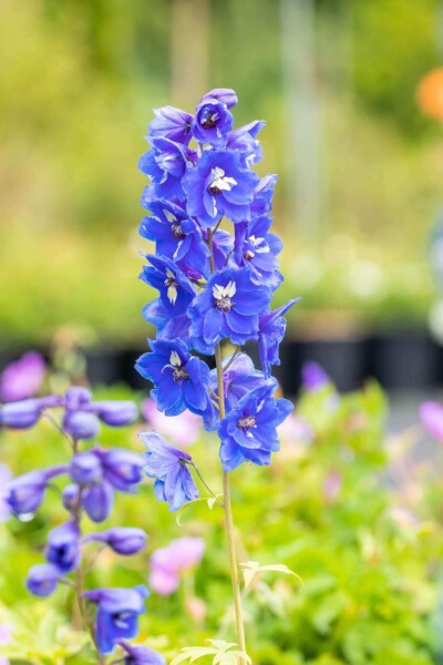 Delphinium pacific 'Blue Bird' Delphinium pacific 'Blue Bird'