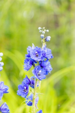 Delphinium pacific 'Blue Bird'