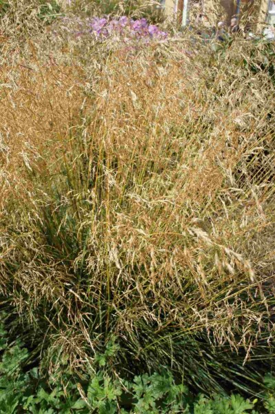 Deschampsia cespitosa 'Palava' Deschampsia cespitosa 'Palava'