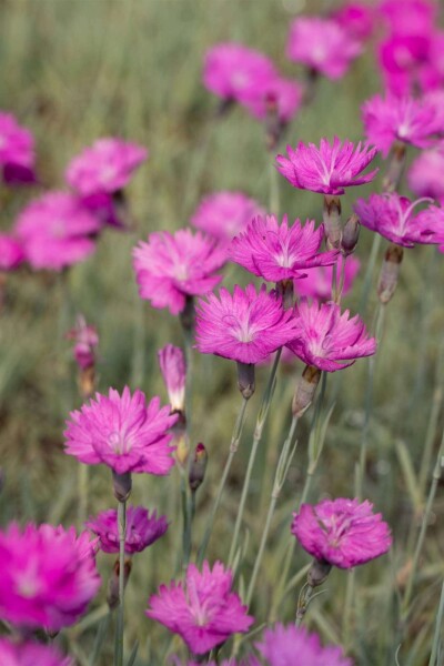 Dianthus carthusianorum Dianthus carthusianorum