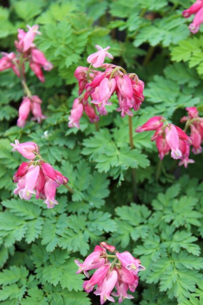 Dicentra formosa 'Luxuriant' Dicentra formosa 'Luxuriant'