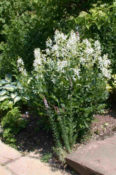 Dictamnus albus 'Albiflorus' Dictamnus albus 'Albiflorus'
