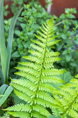 Dryopteris affinis