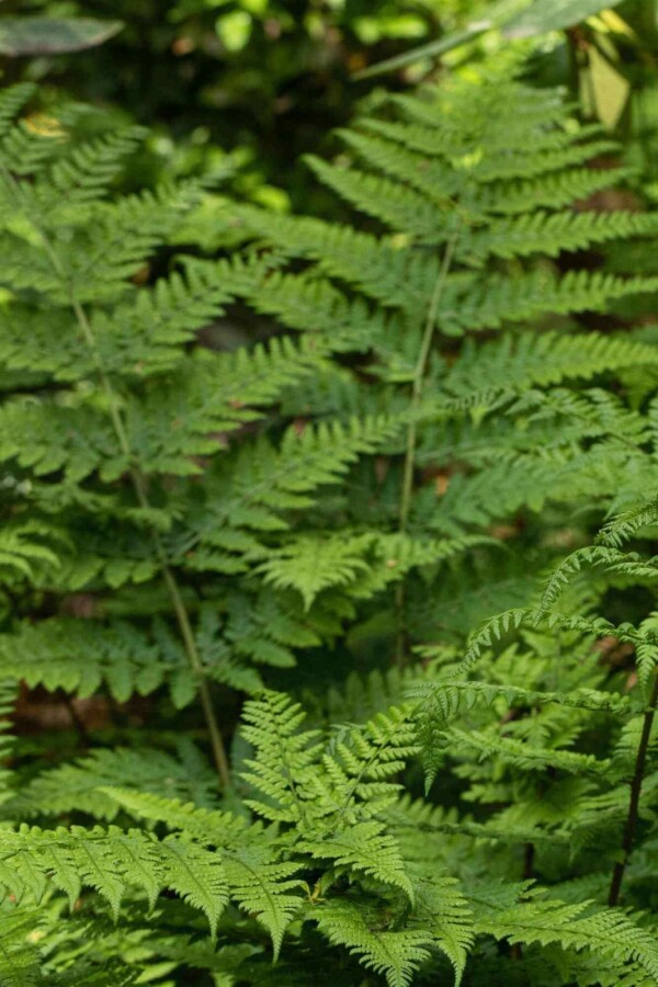 Majbräken Dryopteris dilatata 5-10 i kruka P9 Dryopteris dilatata